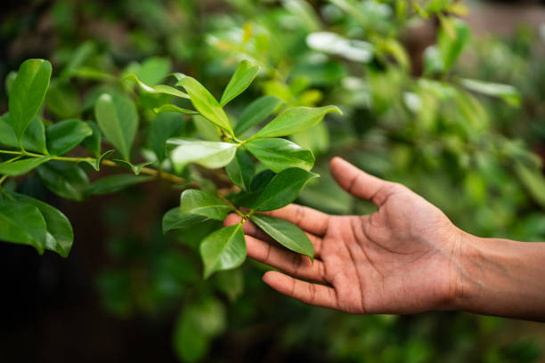 How Our Tree Care Process Works  in  Breckenridge, TX